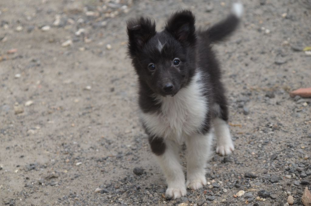 De la foret des reves bleus - Chiot disponible  - Shetland Sheepdog