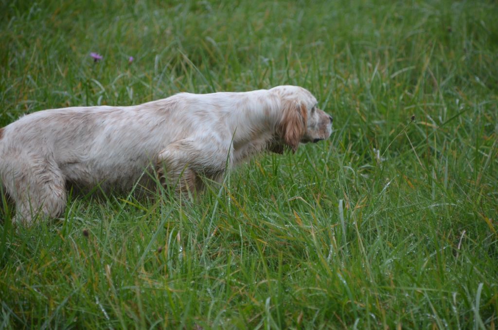 Une follie rousse De la foret des reves bleus