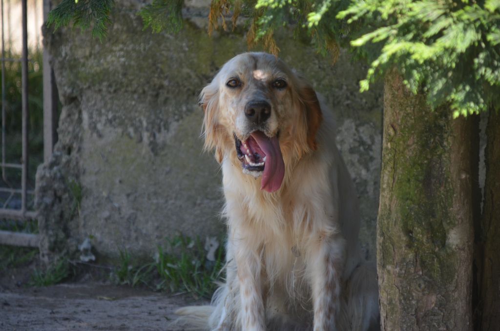 Une follie rousse De la foret des reves bleus