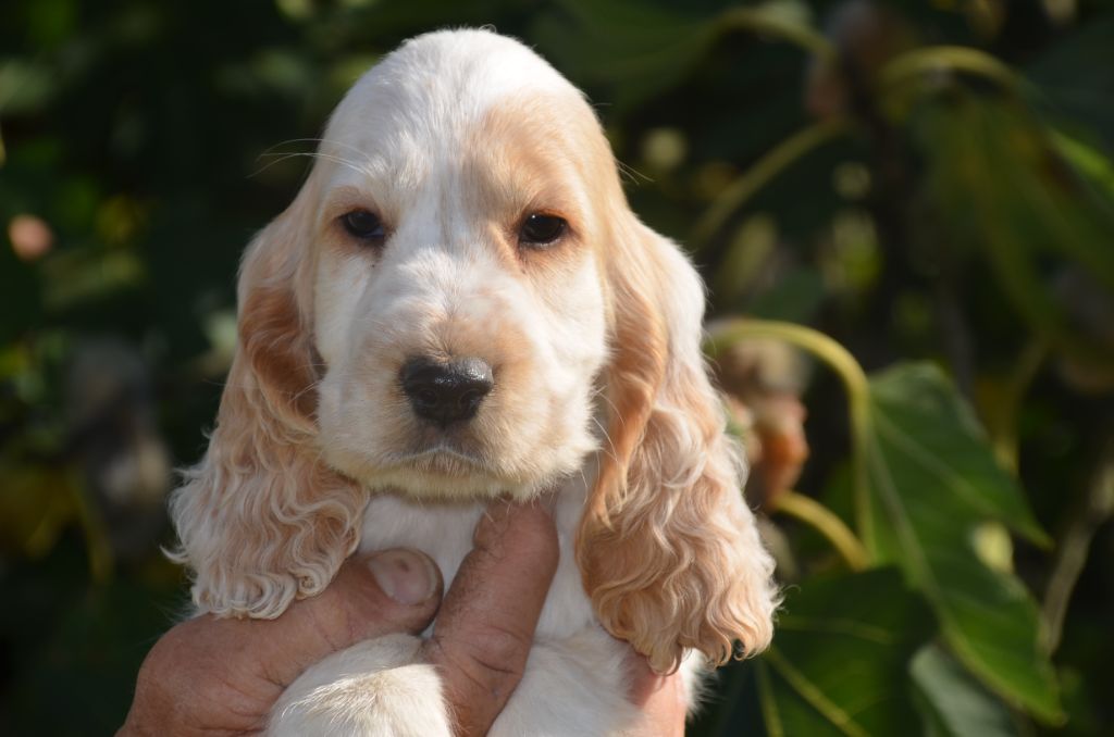 chiot Cocker Spaniel Anglais De la foret des reves bleus