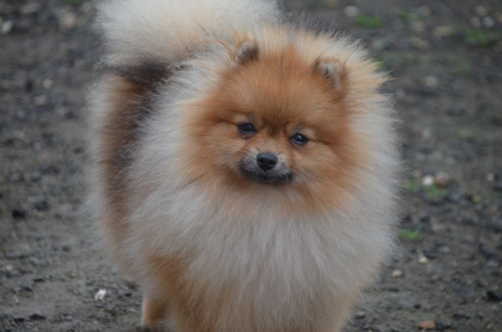 chiot Spitz allemand De la foret des reves bleus