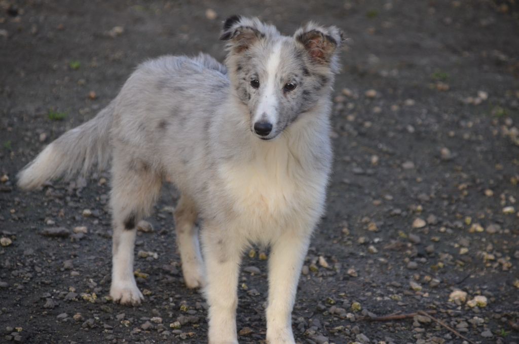 chiot Shetland Sheepdog De la foret des reves bleus