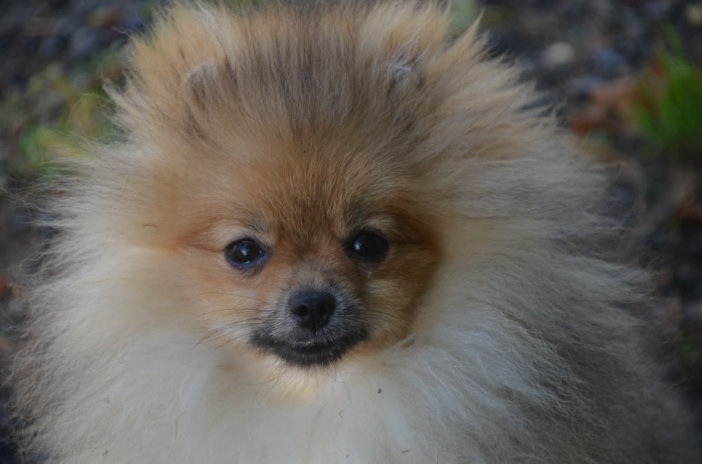 De la foret des reves bleus - Chiot disponible  - Spitz allemand