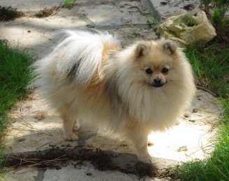 Evisa De la foret des reves bleus