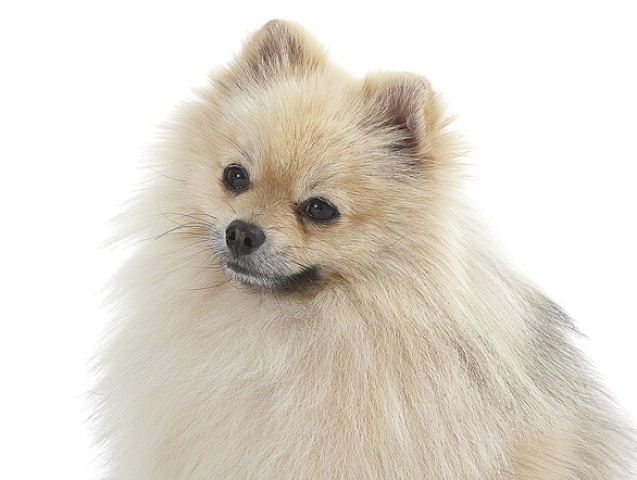 CH. Erton De la foret des reves bleus