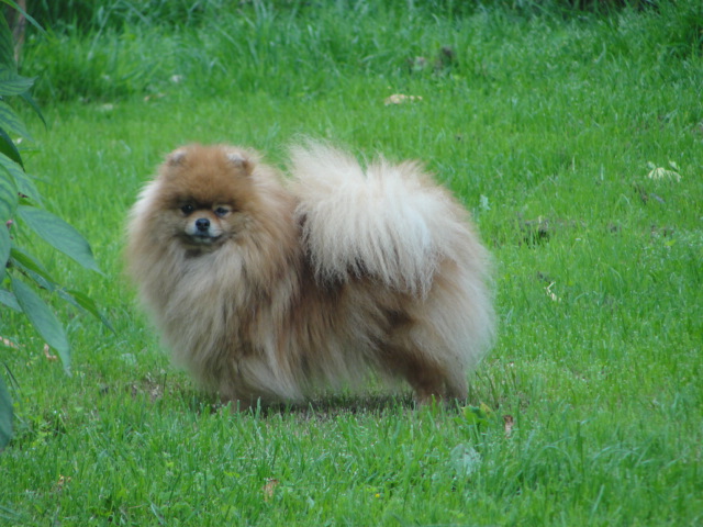 F'becky De la foret des reves bleus