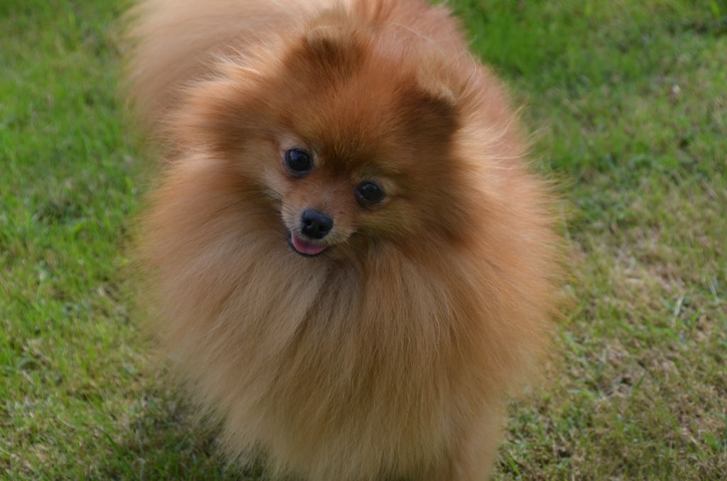 Pearl De la foret des reves bleus