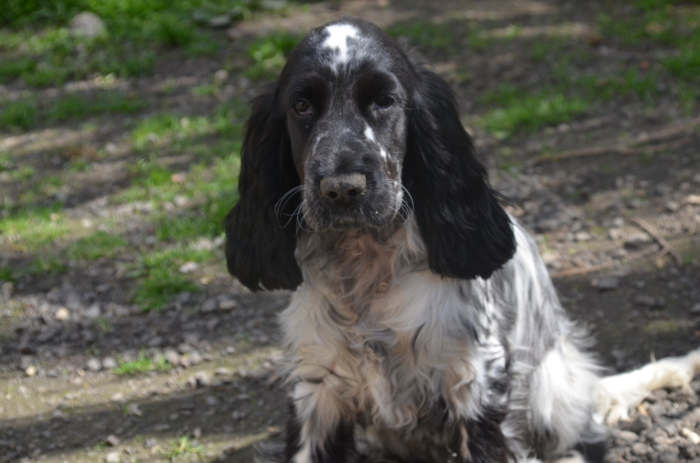 vla'carlotta (Sans Affixe)