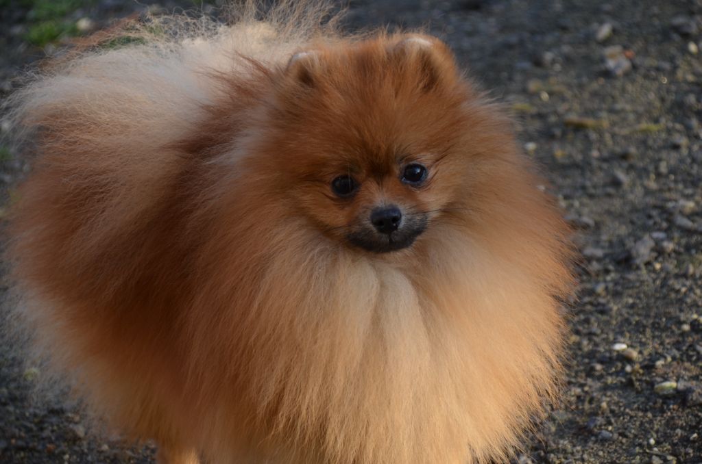 NAISSANCE BEBE SPITZ NAIN