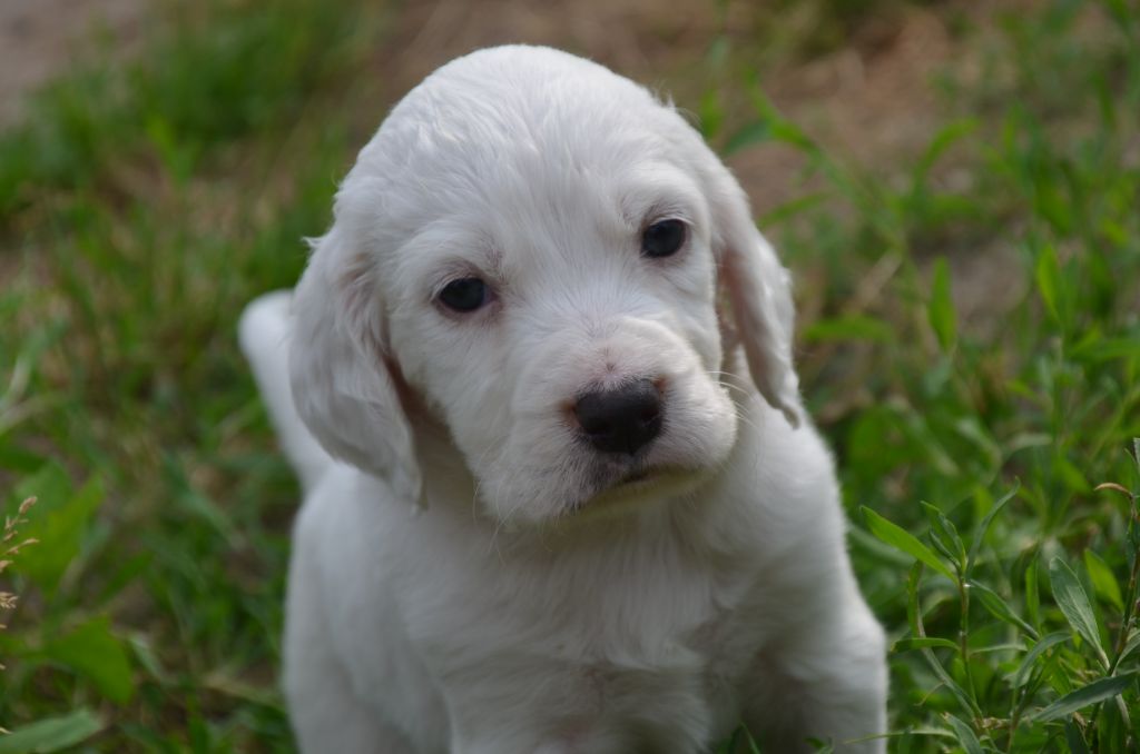 De la foret des reves bleus - Chiots disponibles - Setter Anglais