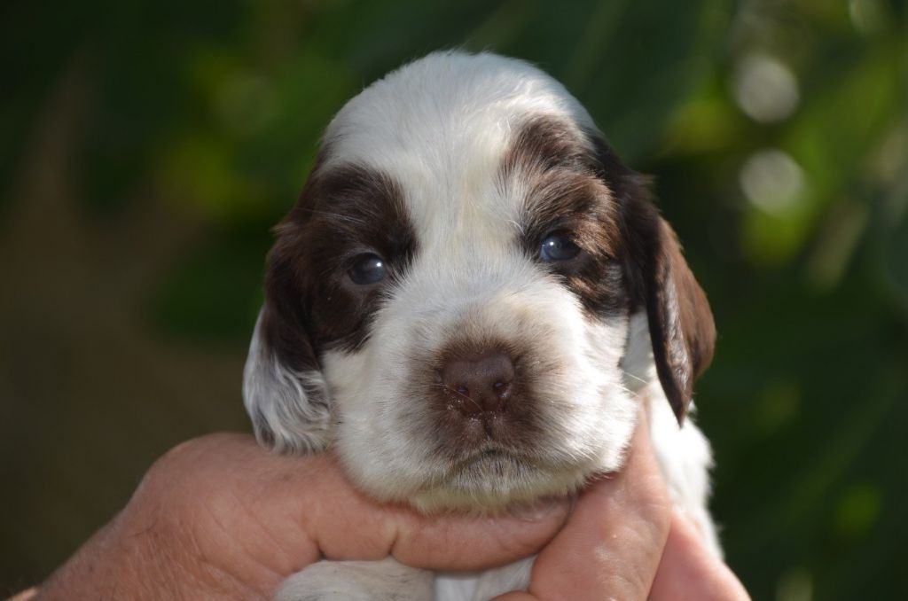 De la foret des reves bleus - Chiots disponibles - Cocker Spaniel Anglais