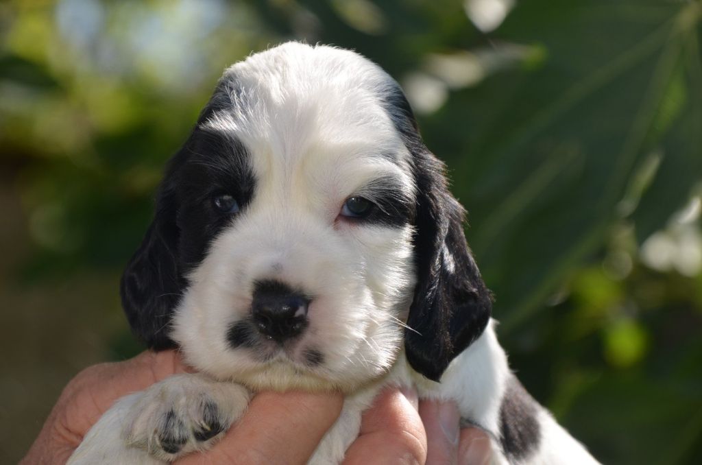 De la foret des reves bleus - Chiots disponibles - Cocker Spaniel Anglais