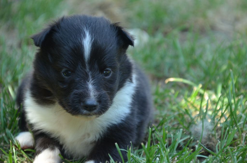 De la foret des reves bleus - Chiots disponibles - Shetland Sheepdog