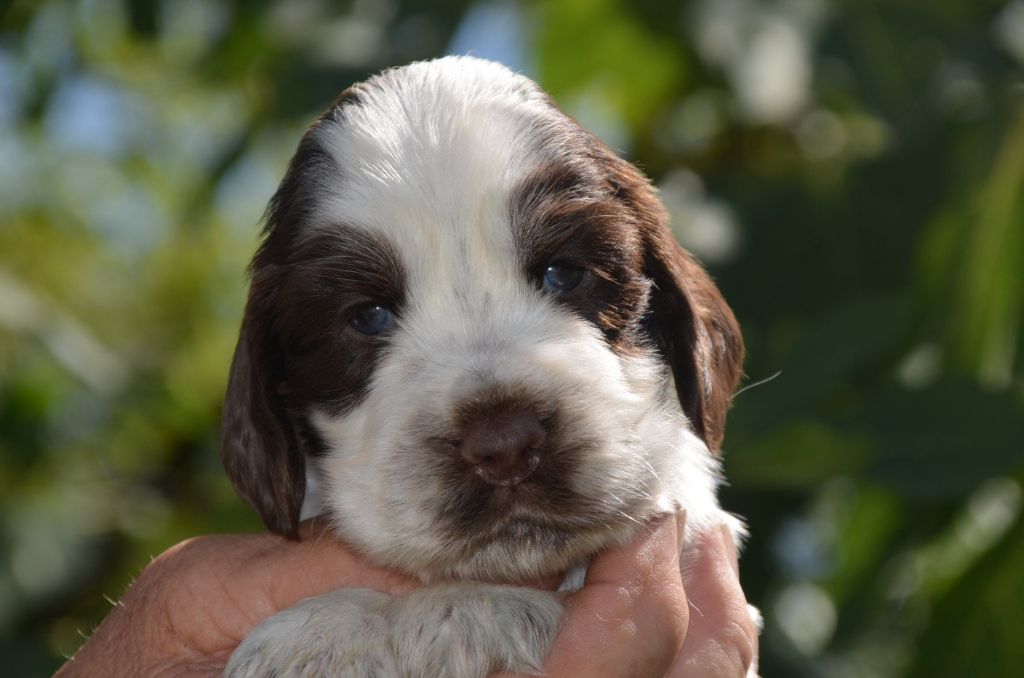 De la foret des reves bleus - Chiots disponibles - Cocker Spaniel Anglais