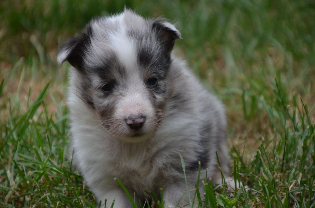 De la foret des reves bleus - Chiots disponibles - Shetland Sheepdog