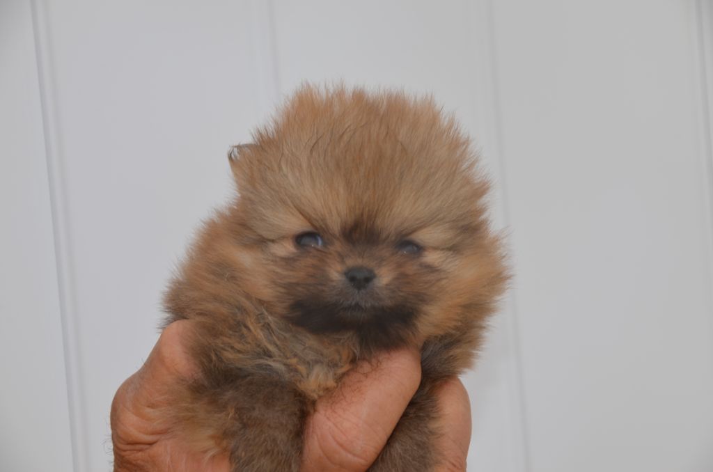 De la foret des reves bleus - Chiots disponibles - Spitz allemand