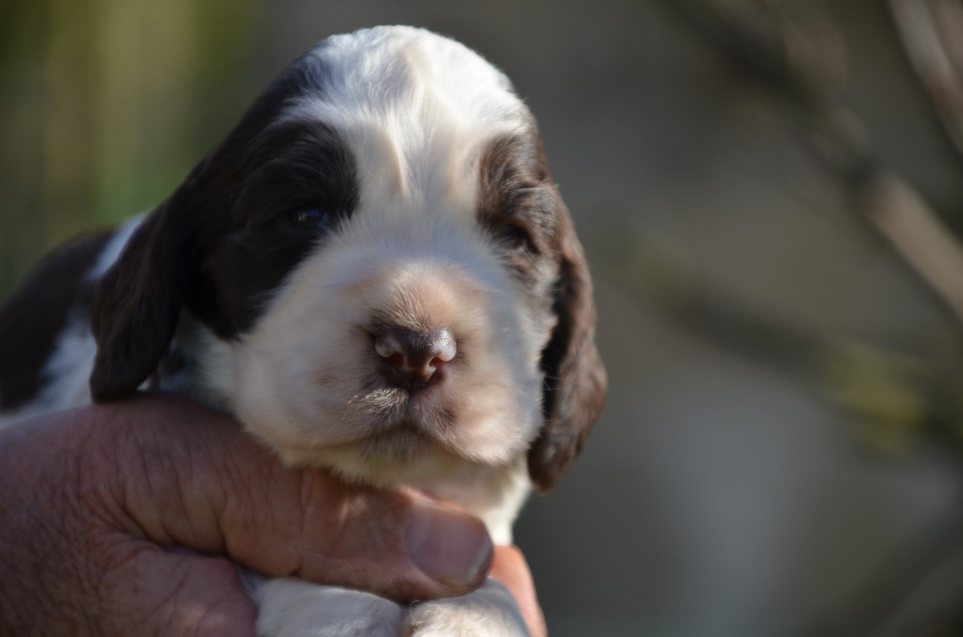 De la foret des reves bleus - Chiots disponibles - Cocker Spaniel Anglais