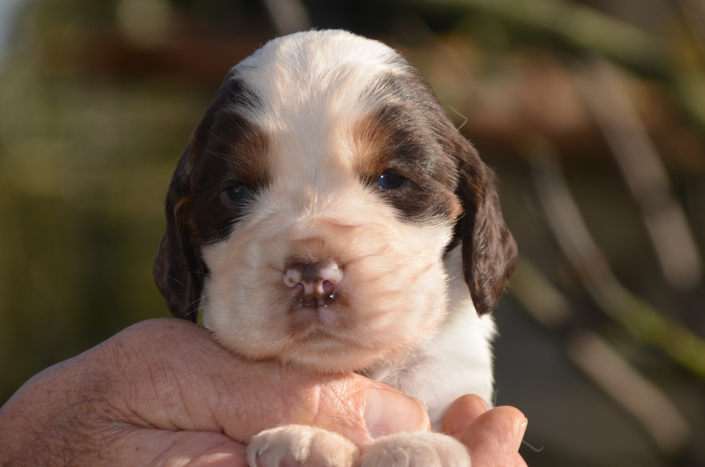 De la foret des reves bleus - Chiots disponibles - Cocker Spaniel Anglais