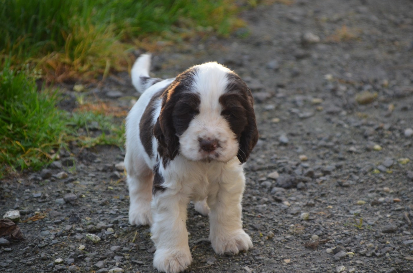 Chiot Cocker Spaniel Anglais De la foret des reves bleus