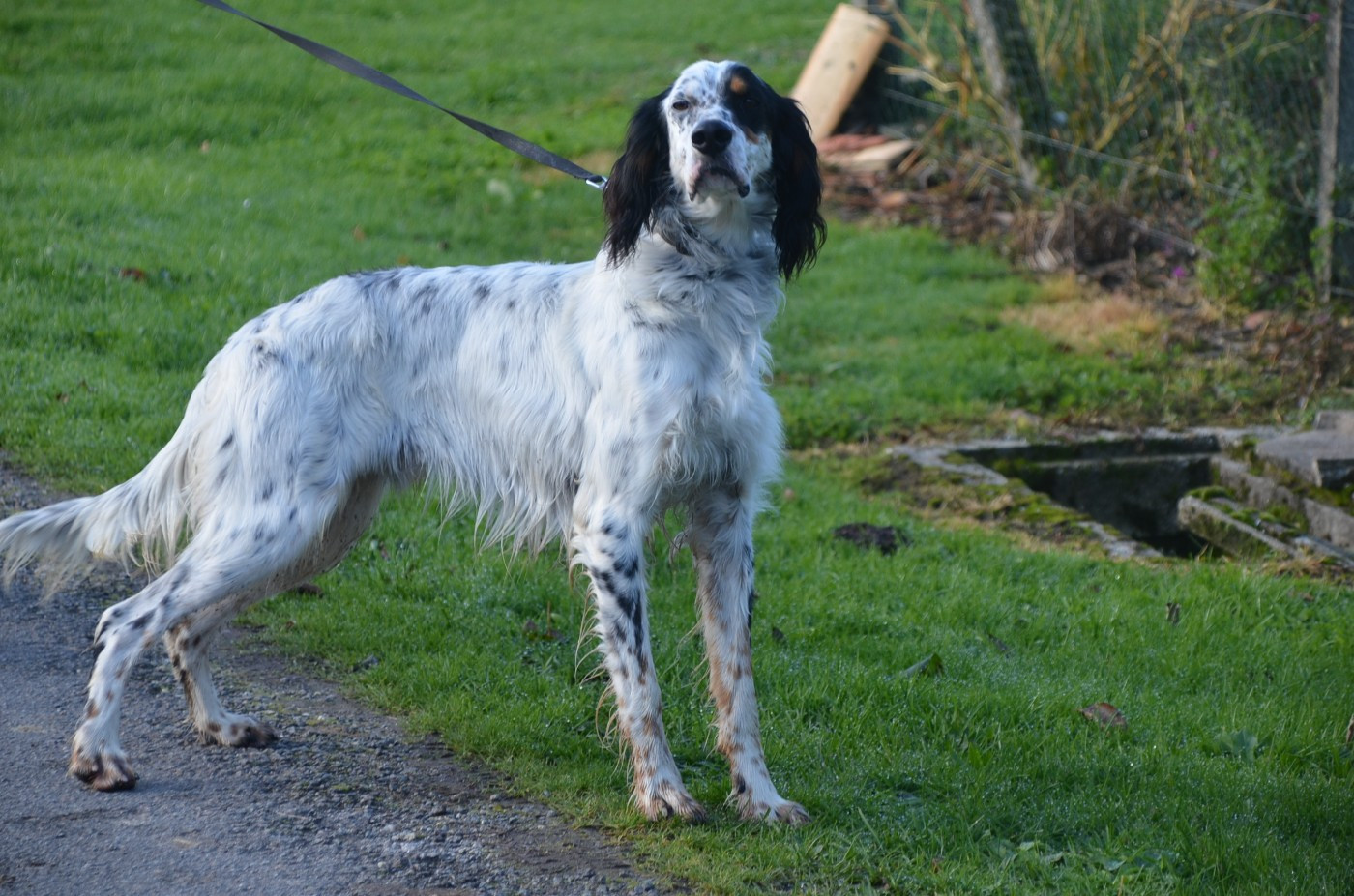 De la foret des reves bleus - Chiots disponibles - Setter Anglais