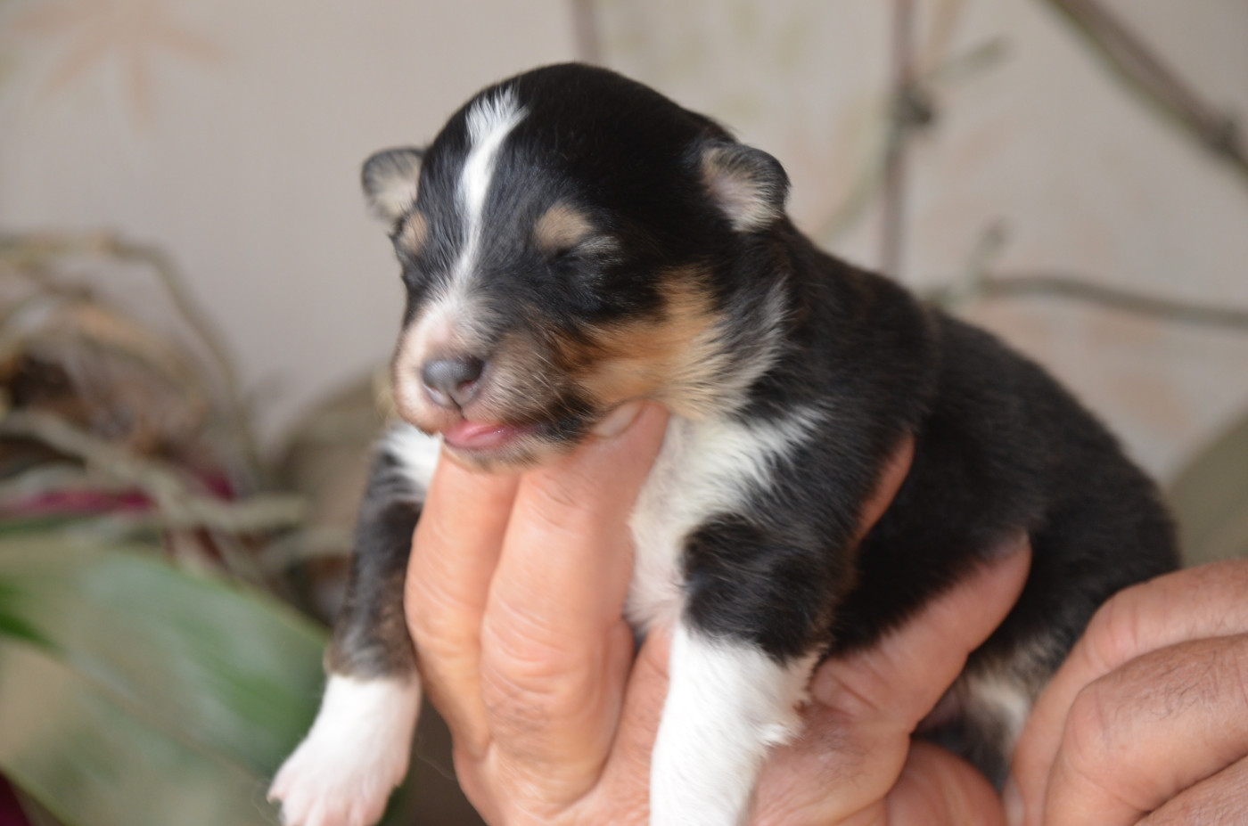 De la foret des reves bleus - Chiots disponibles - Shetland Sheepdog