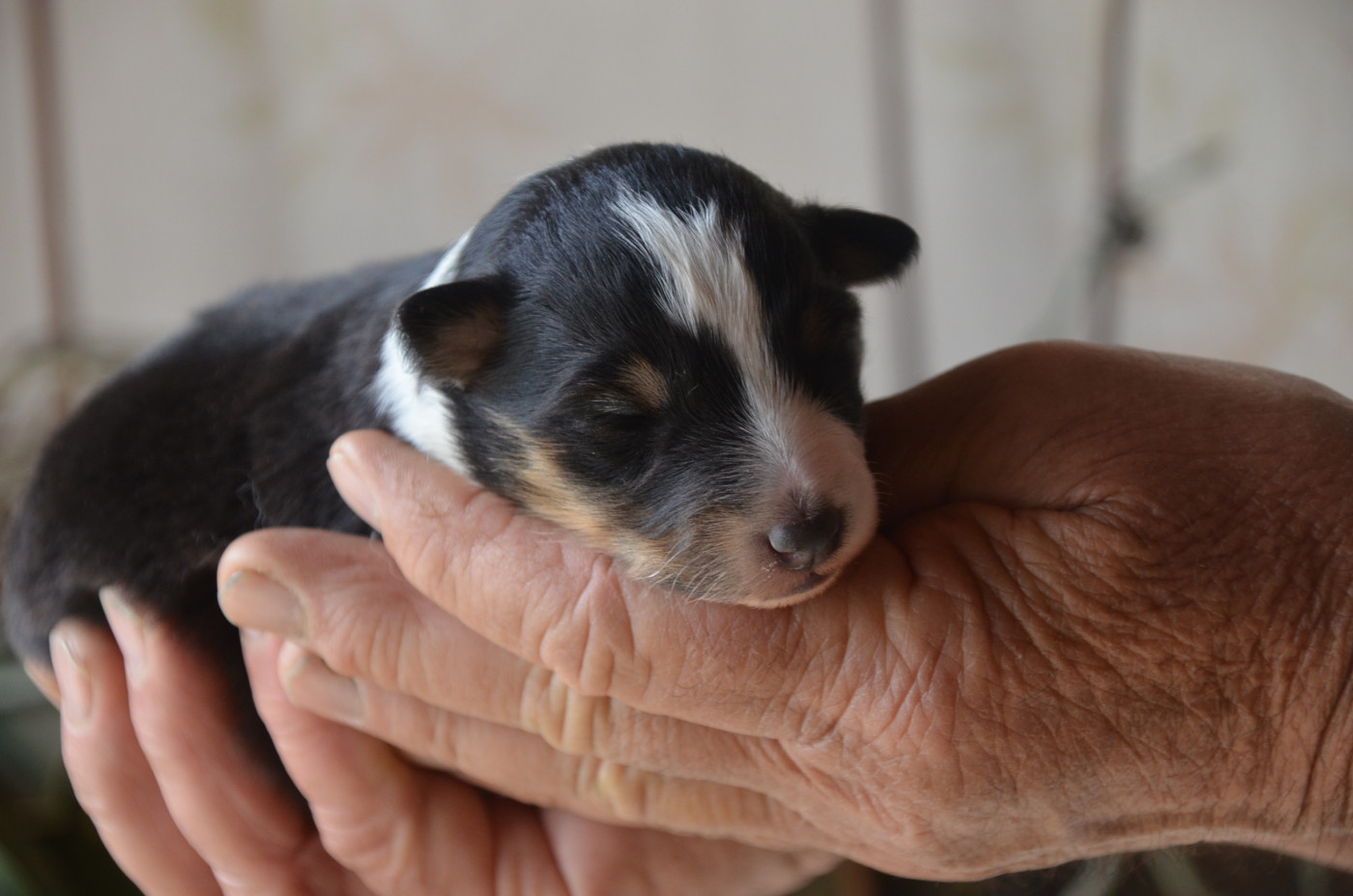 De la foret des reves bleus - Chiots disponibles - Shetland Sheepdog