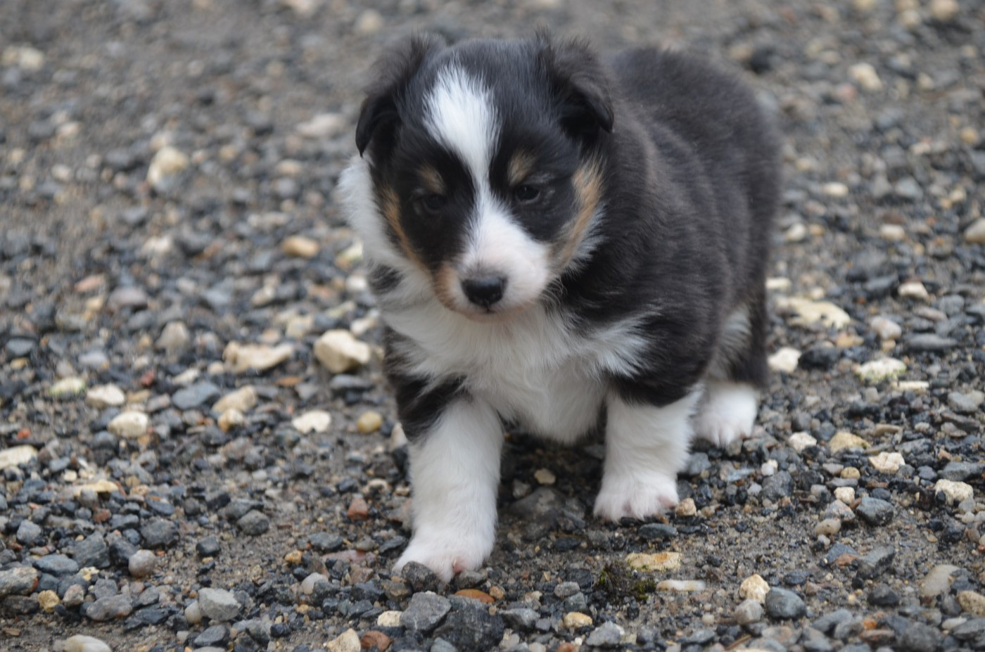 De la foret des reves bleus - Chiots disponibles - Shetland Sheepdog