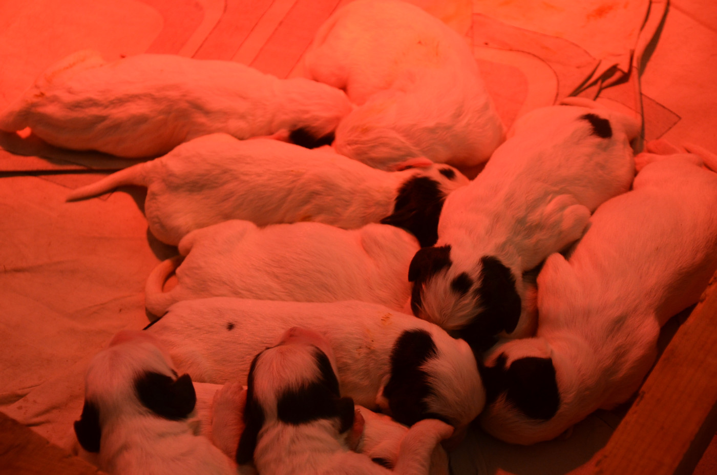 De la foret des reves bleus - Chiots disponibles - Setter Anglais