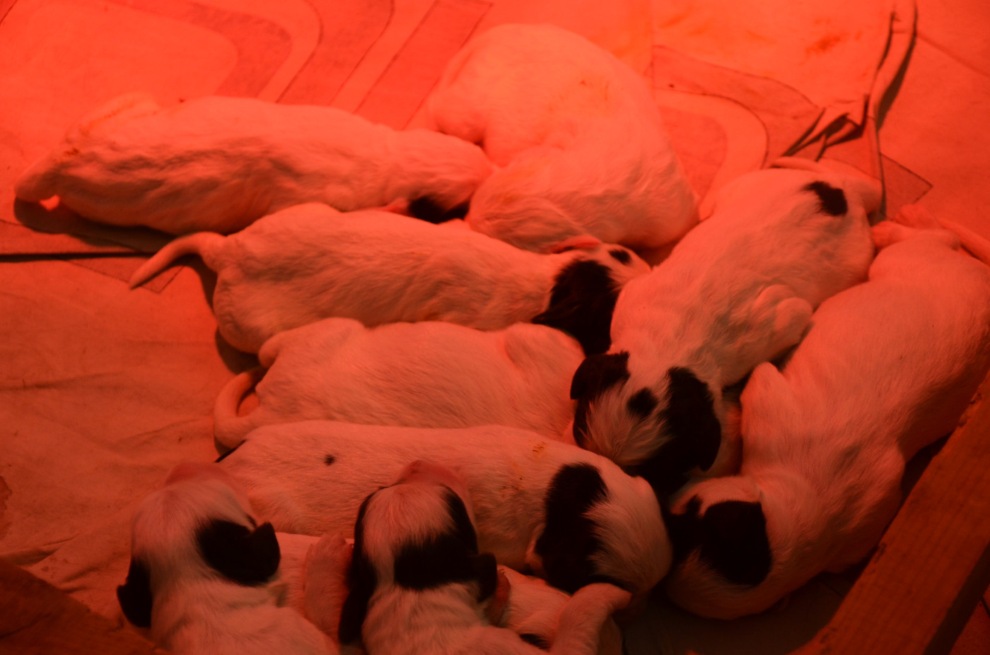 De la foret des reves bleus - Chiots disponibles - Setter Anglais