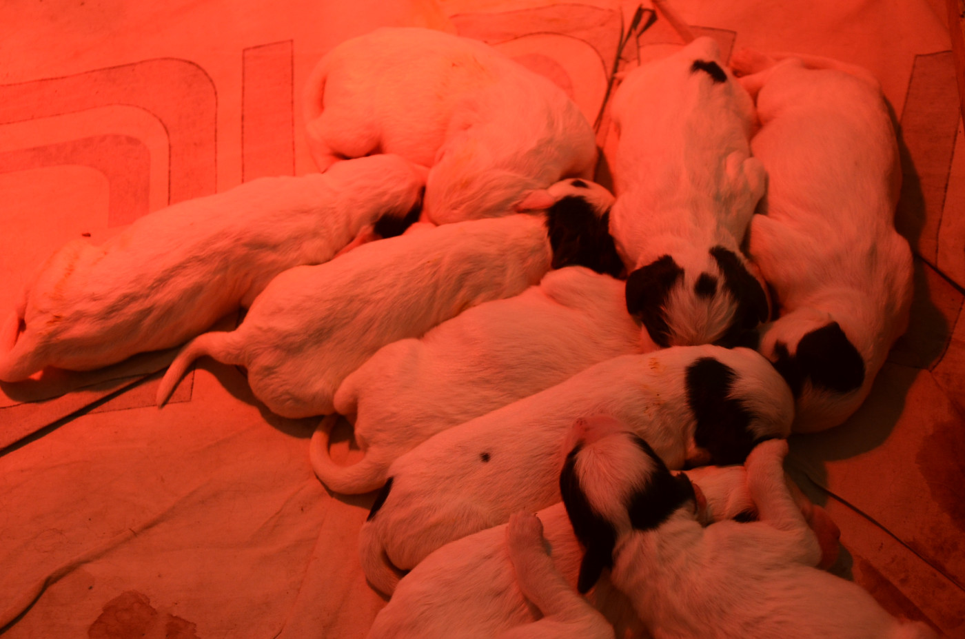 De la foret des reves bleus - Chiots disponibles - Setter Anglais