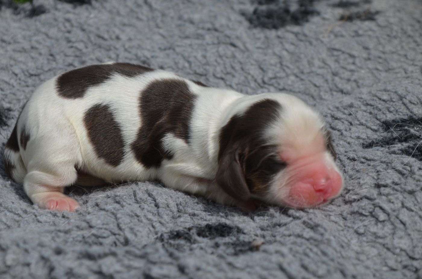 Chiot Cocker Spaniel Anglais De la foret des reves bleus