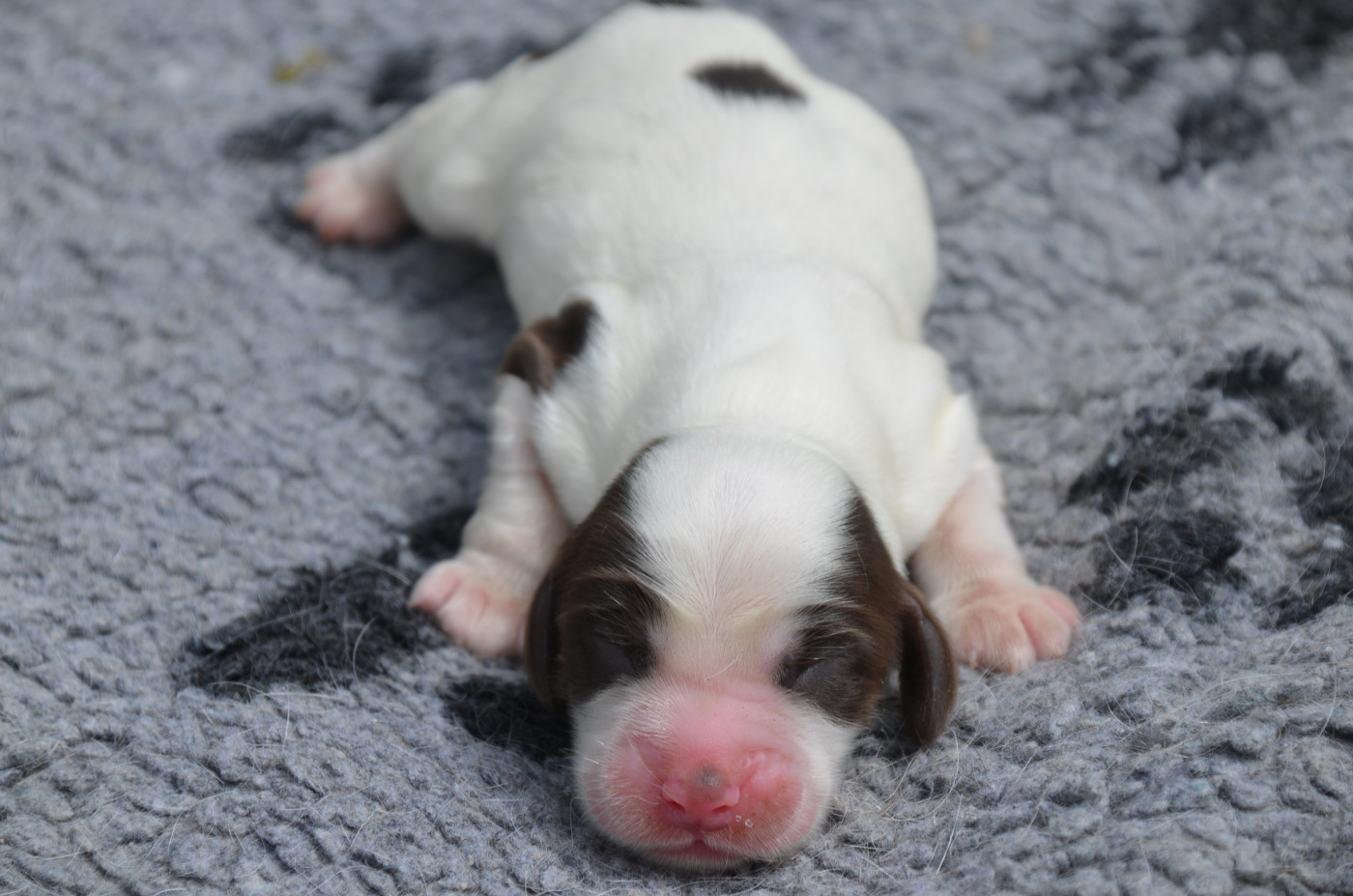 De la foret des reves bleus - Chiots disponibles - Cocker Spaniel Anglais