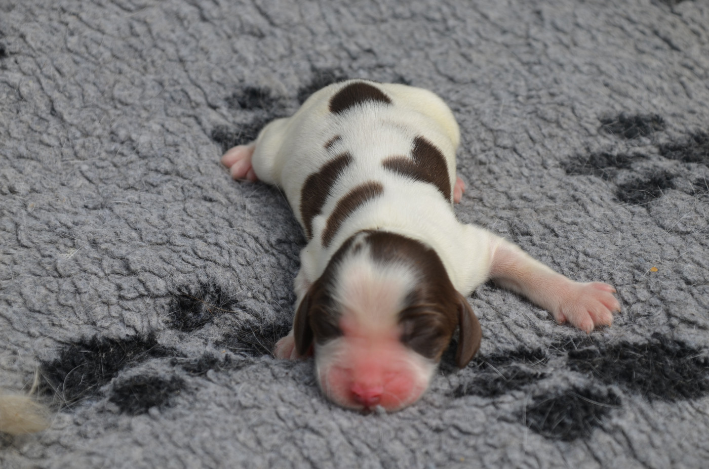 De la foret des reves bleus - Chiots disponibles - Cocker Spaniel Anglais