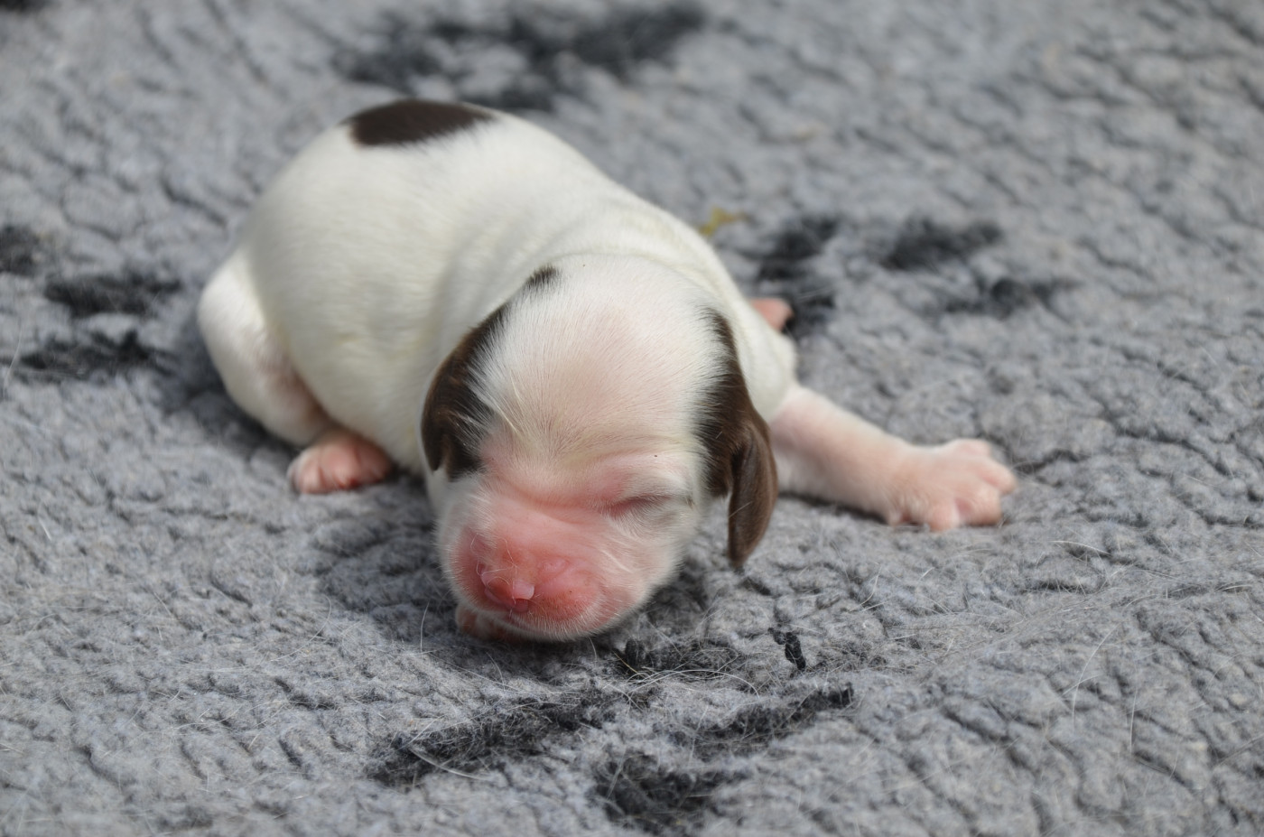 De la foret des reves bleus - Chiots disponibles - Cocker Spaniel Anglais