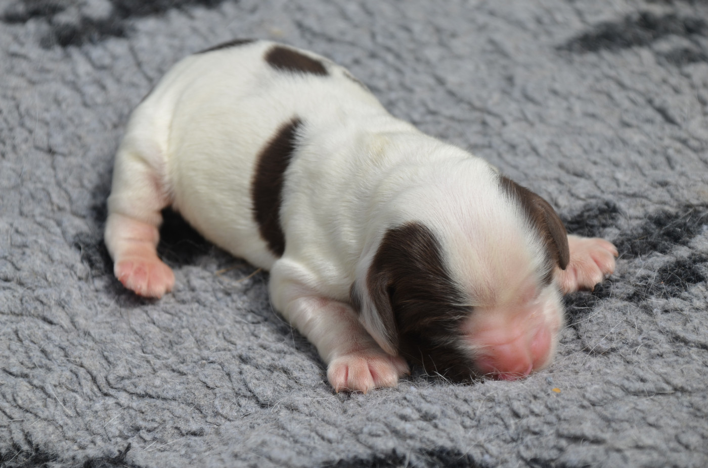 De la foret des reves bleus - Chiots disponibles - Cocker Spaniel Anglais