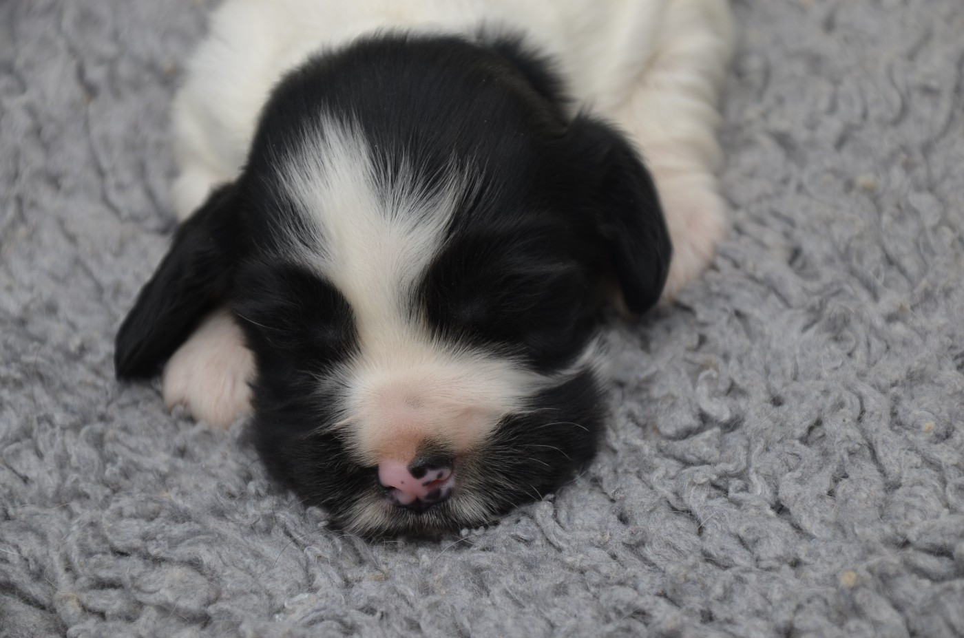 De la foret des reves bleus - Chiots disponibles - Cocker Spaniel Anglais