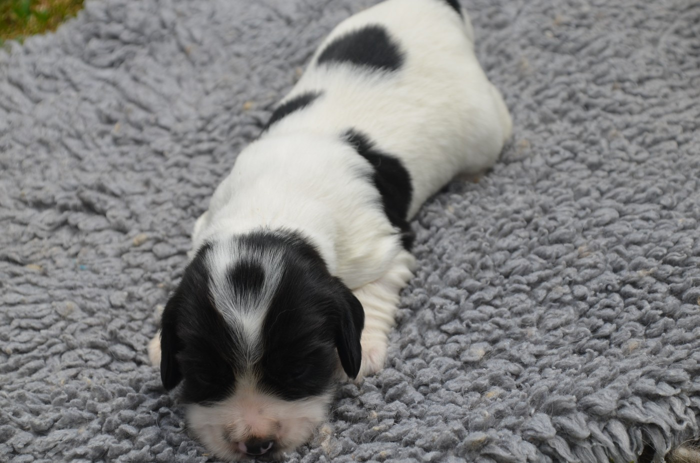 De la foret des reves bleus - Chiots disponibles - Cocker Spaniel Anglais