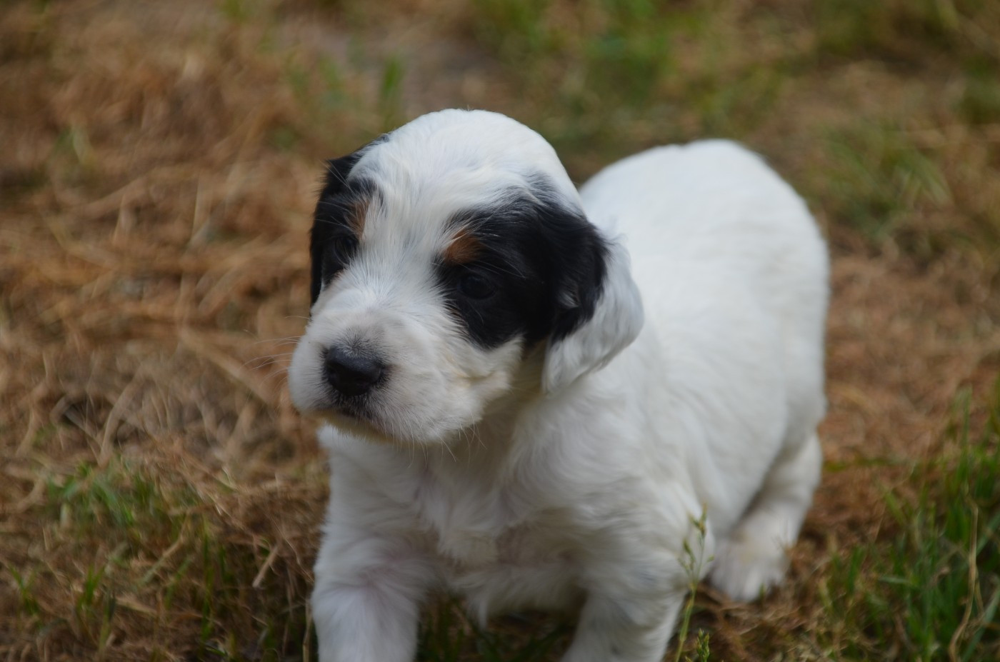 De la foret des reves bleus - Chiots disponibles - Setter Anglais