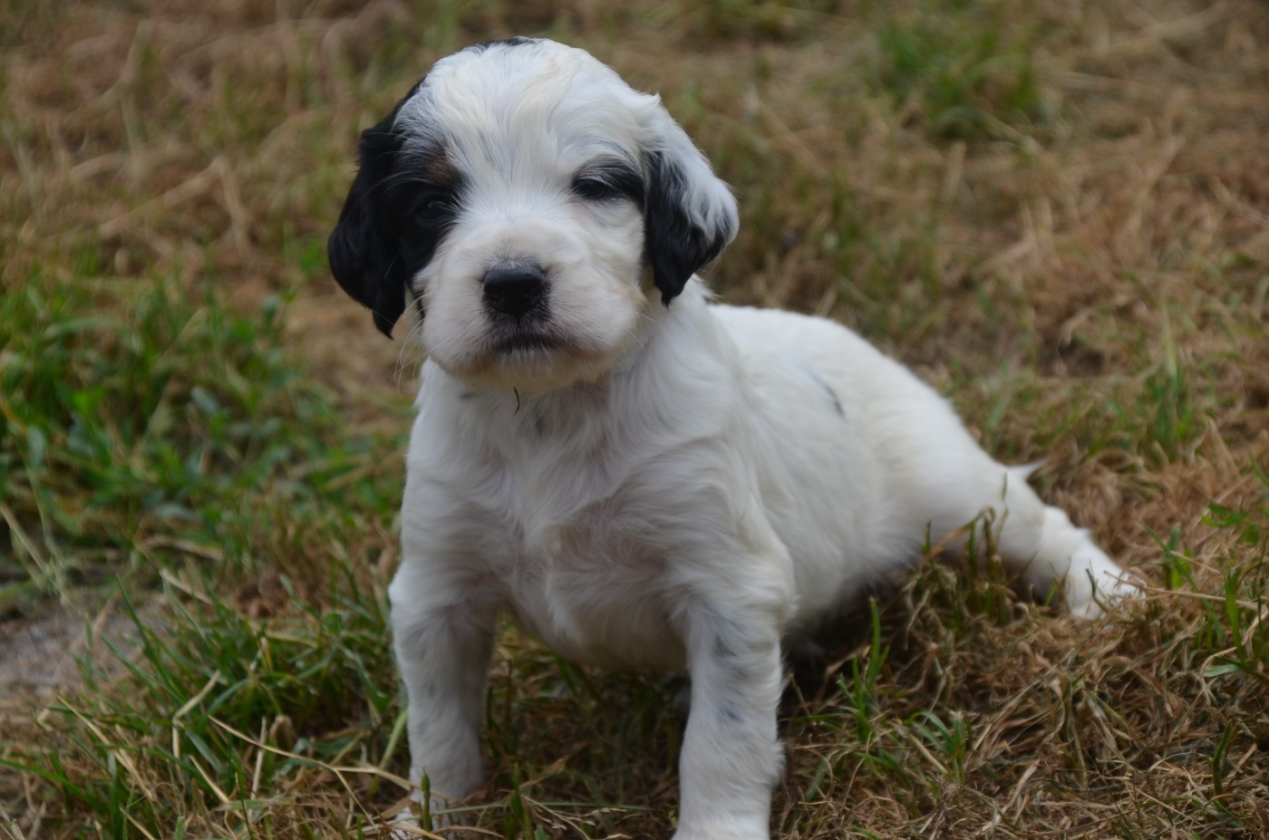 De la foret des reves bleus - Chiots disponibles - Setter Anglais
