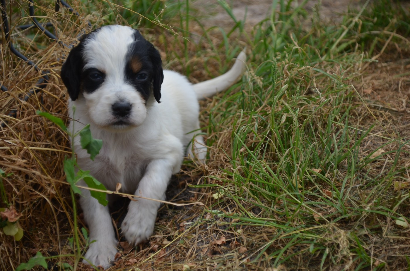 De la foret des reves bleus - Chiots disponibles - Setter Anglais