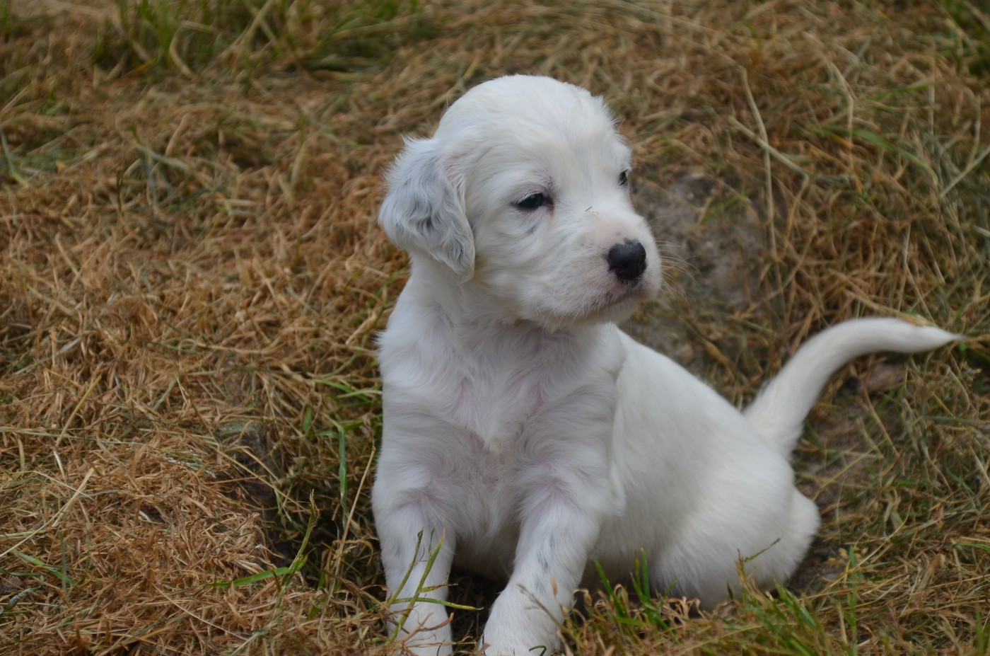 Chiot Setter Anglais De la foret des reves bleus
