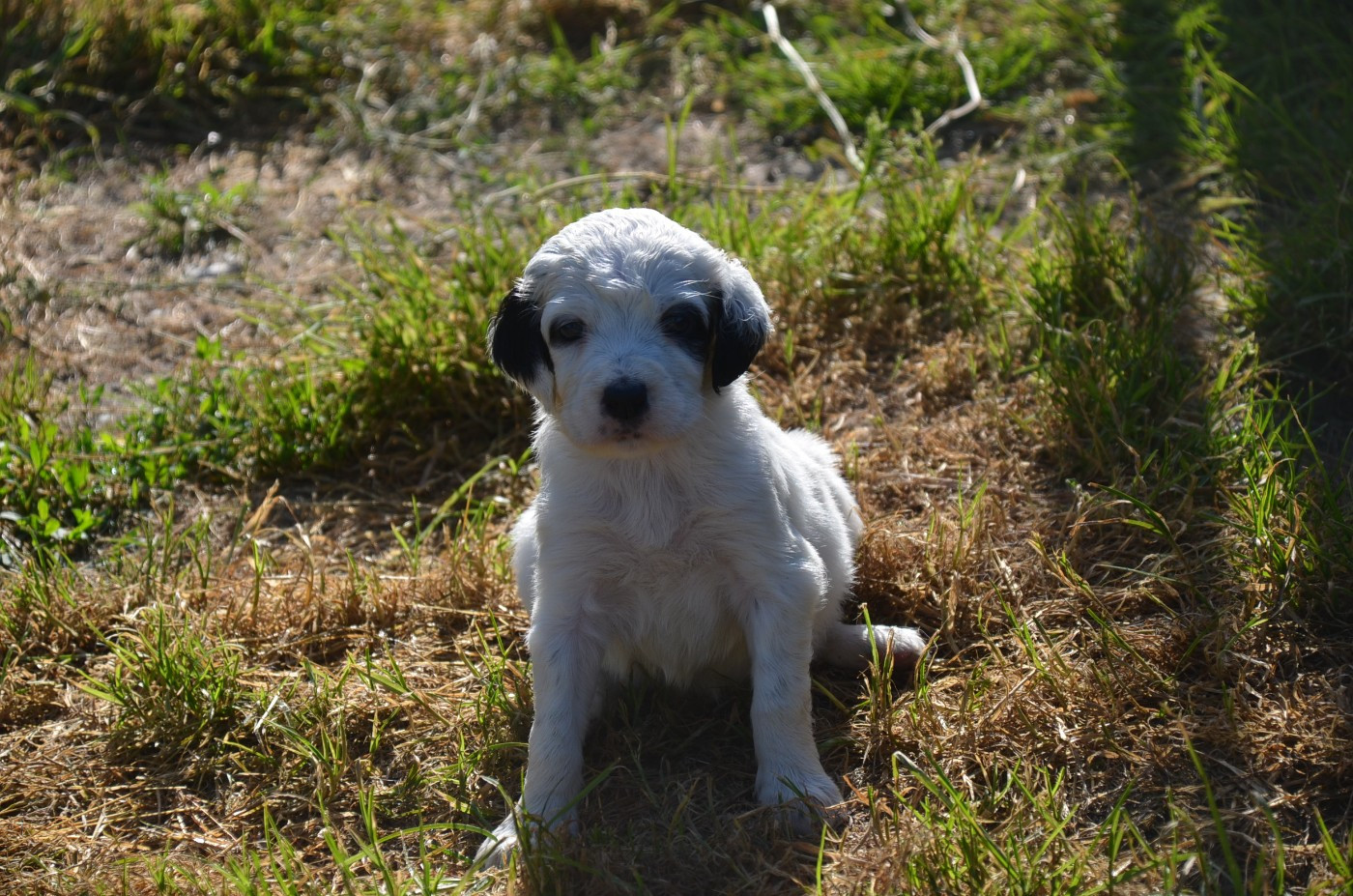 De la foret des reves bleus - Chiots disponibles - Setter Anglais