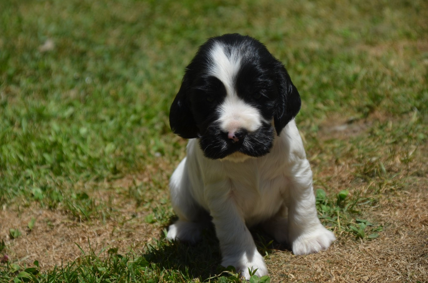 De la foret des reves bleus - Chiots disponibles - Cocker Spaniel Anglais