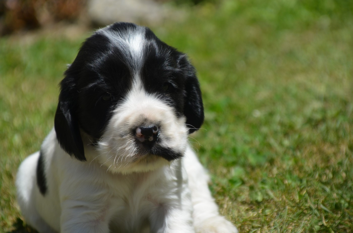 De la foret des reves bleus - Chiots disponibles - Cocker Spaniel Anglais