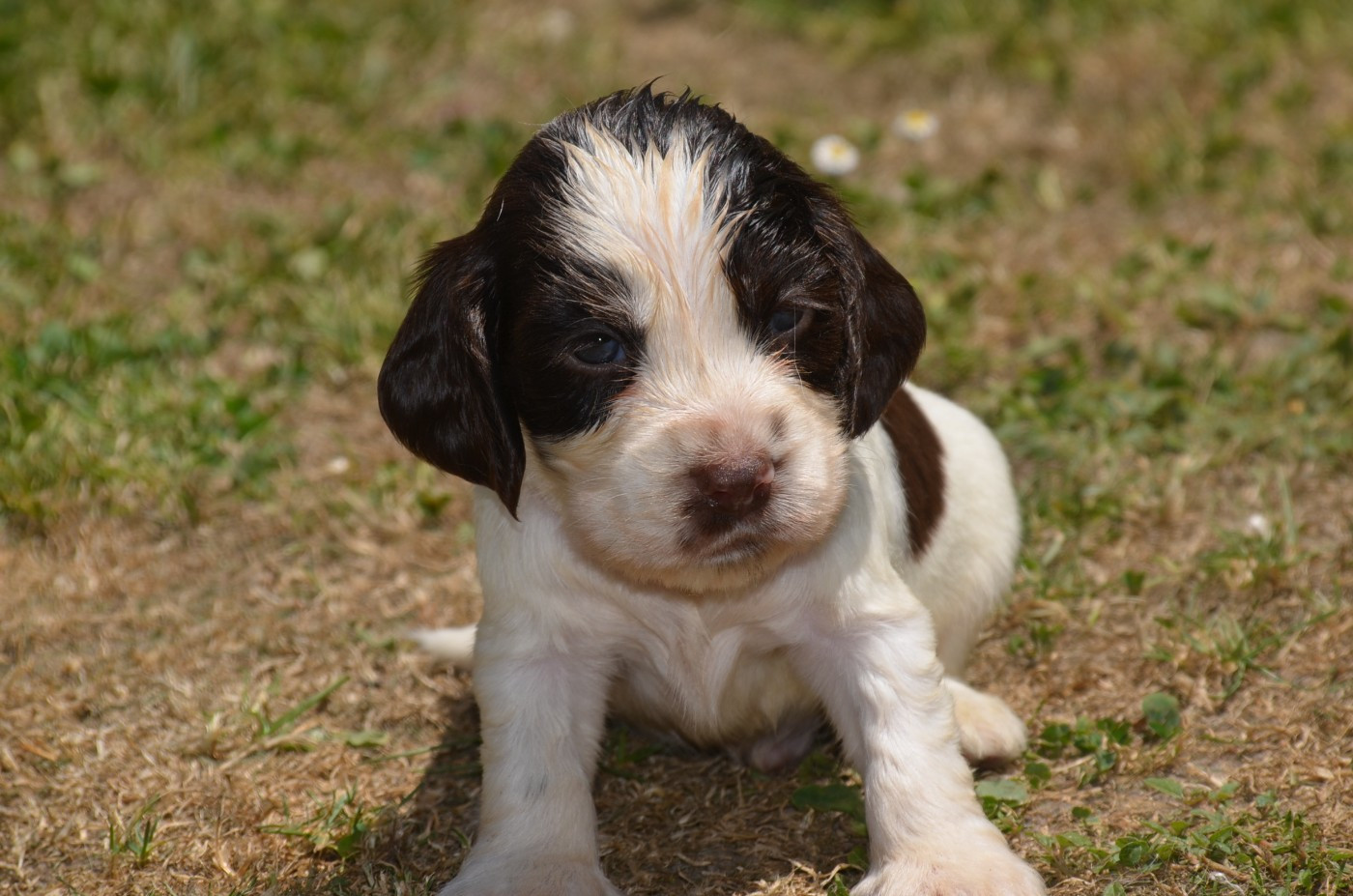De la foret des reves bleus - Chiots disponibles - Cocker Spaniel Anglais