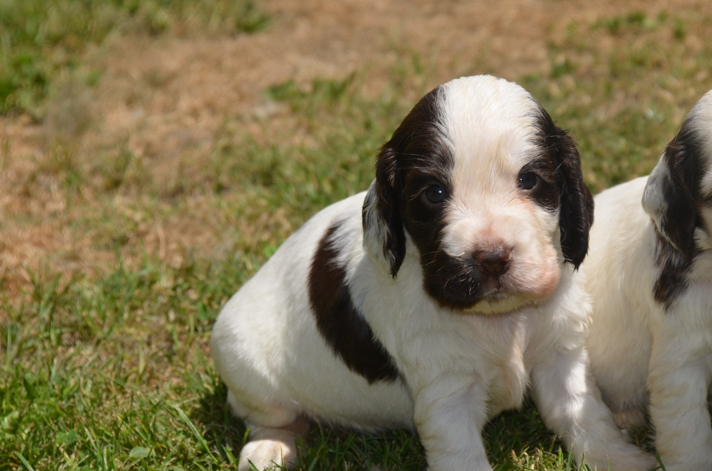 De la foret des reves bleus - Chiots disponibles - Cocker Spaniel Anglais