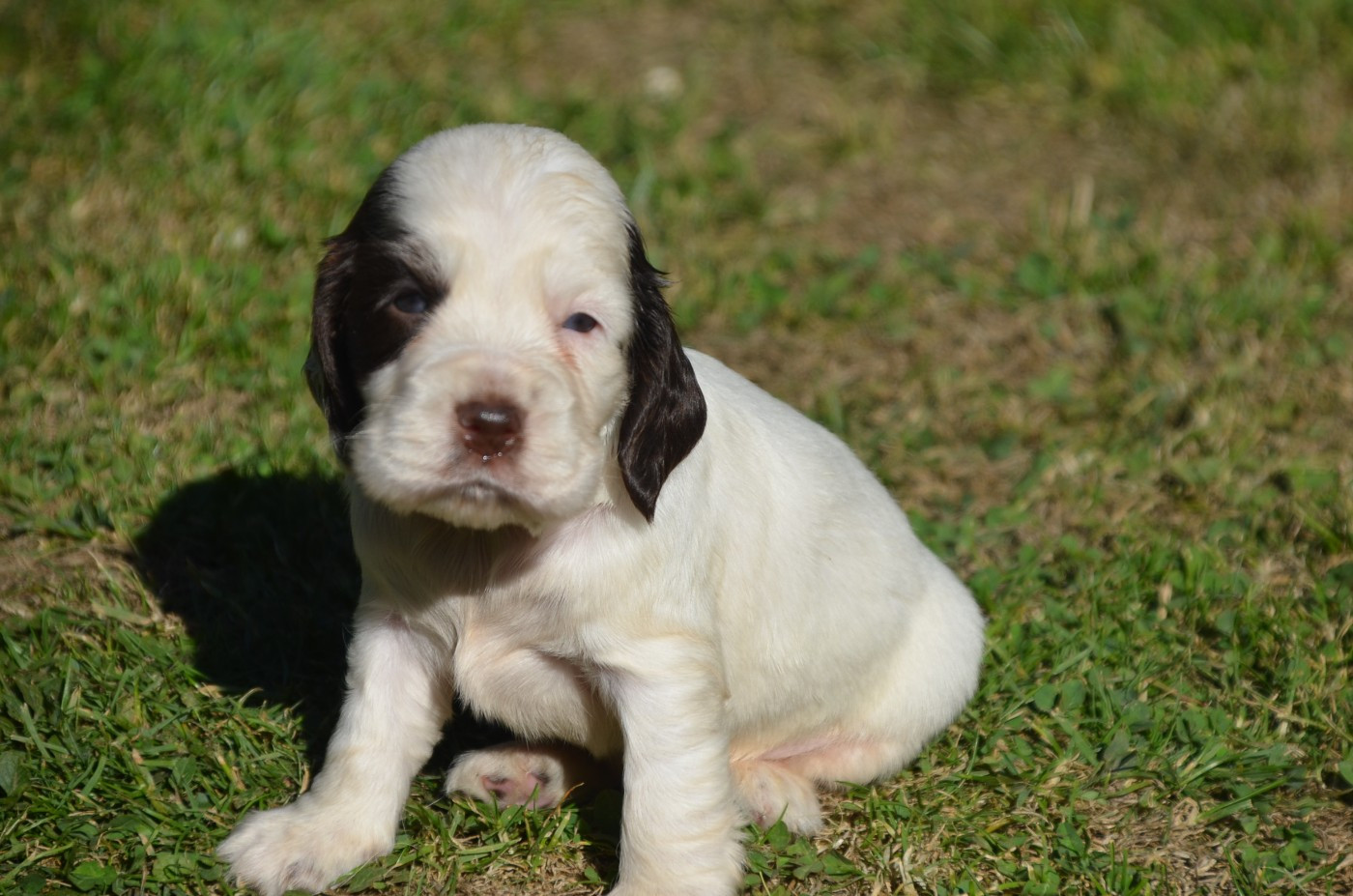 De la foret des reves bleus - Chiots disponibles - Cocker Spaniel Anglais