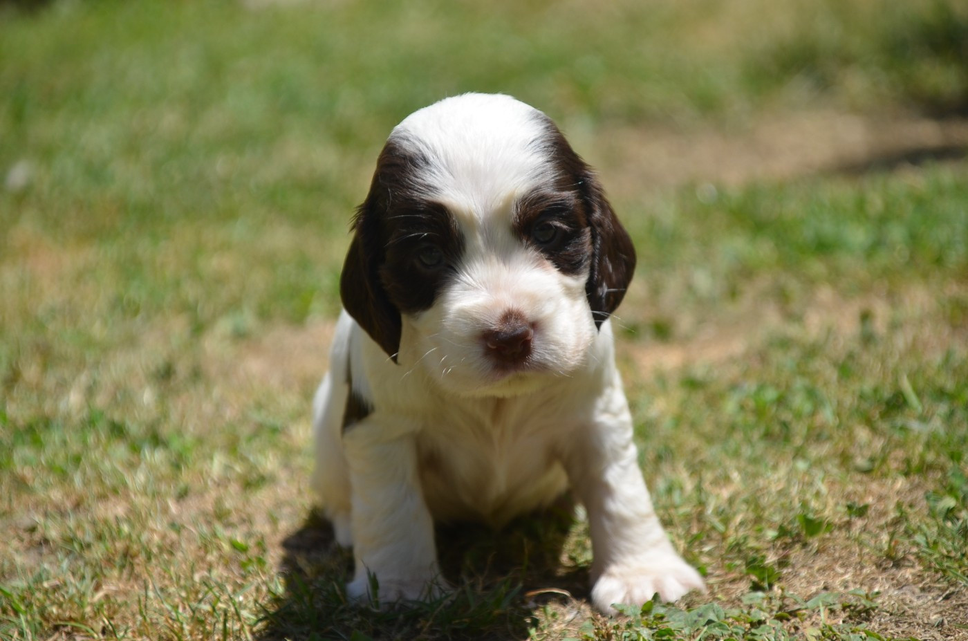 De la foret des reves bleus - Cocker Spaniel Anglais - Portée née le 16/05/2026