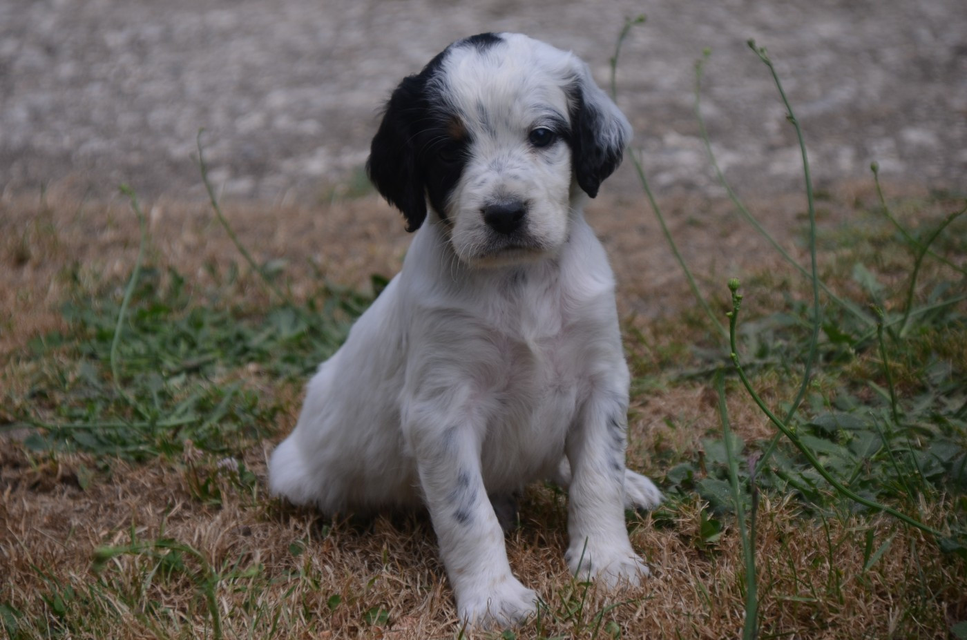 De la foret des reves bleus - Chiots disponibles - Setter Anglais