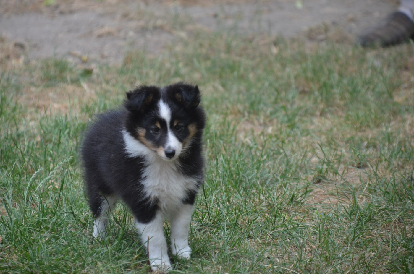 De la foret des reves bleus - Chiots disponibles - Shetland Sheepdog